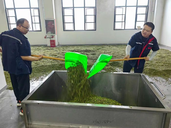 一年一度的懷連翹大生產開始了